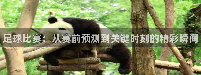 足球比赛：从赛前预测到关键时刻的精彩瞬间